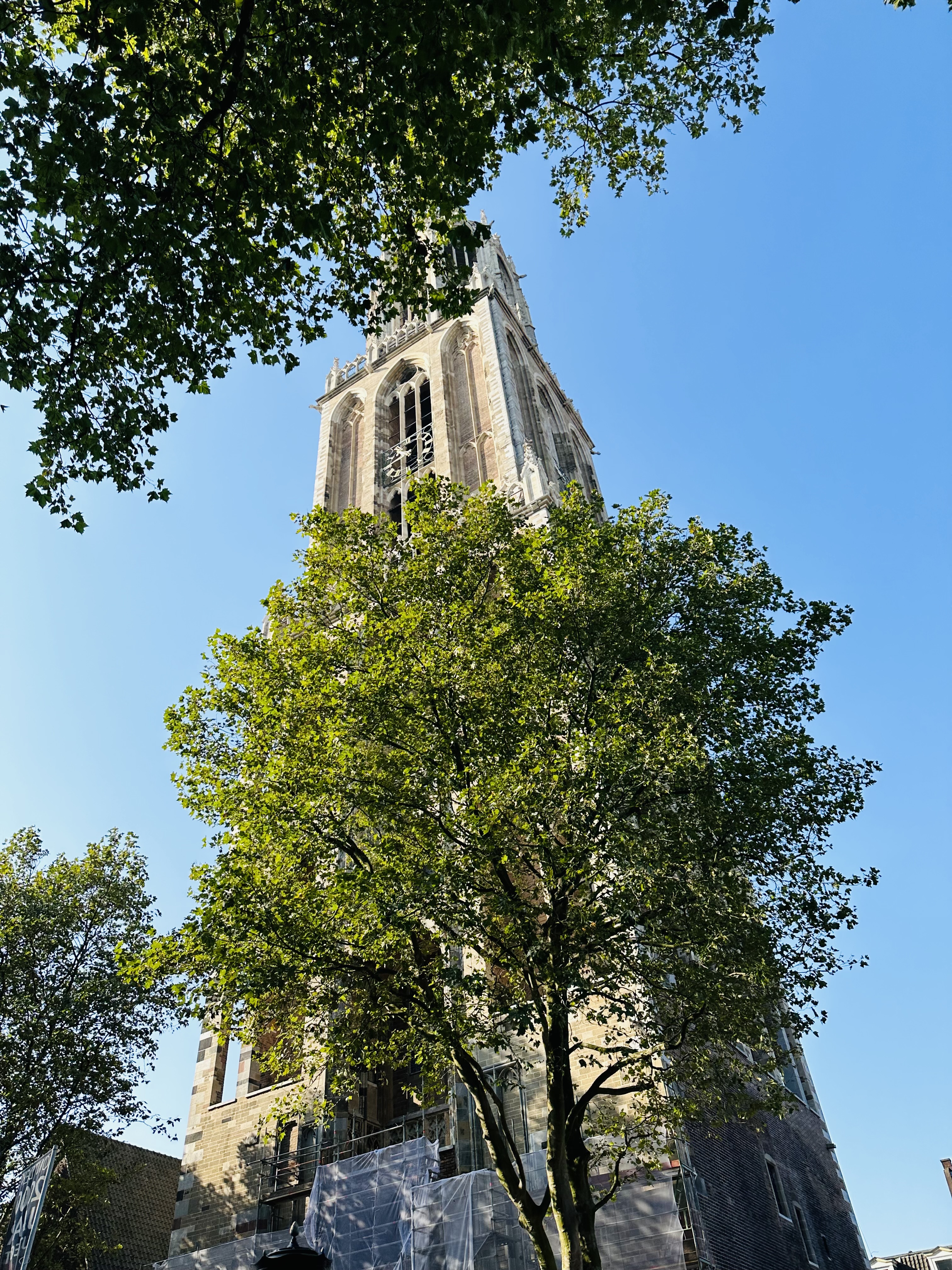 De Domtoren gezien door de bomen op een zonnige dag